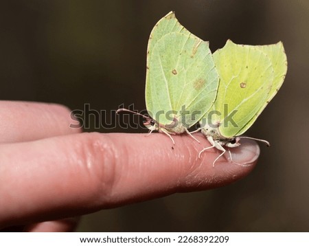 Close up of butterlies copulating in spring nature - Common brimstone (Gonepteryx rhamni), yellow butterflies sitting and copulating on human finger