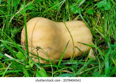 Close Up Of A Butternut Squash Growing In A Squash Patch
