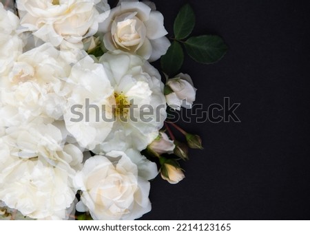 Close up of Buttery White Rose Flowers on Black Background