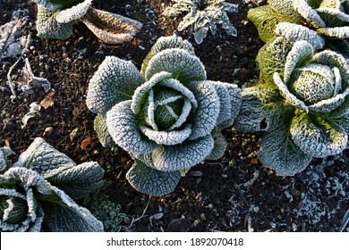 close up of cabbage plant covered in frost, growing outside on a cold icy day, on an allotment in winter