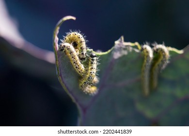 Close Up Of Cabbage White Caterpillars Moving On A Red Cabbage Leaf. Pieris Brassicae