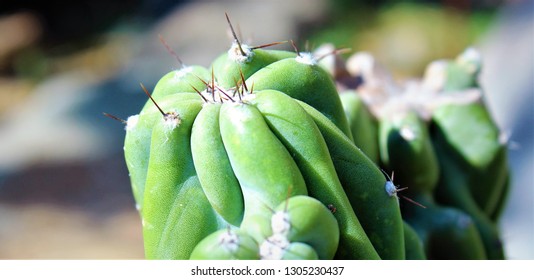 Close up of cacti needles
