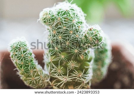 Close up of cacti thorns. Macro photography, shallow depth of field. 