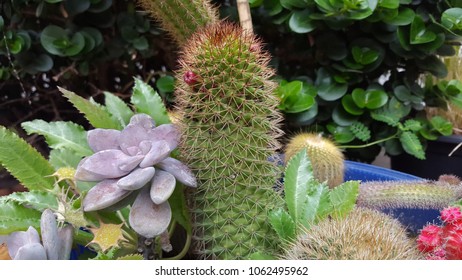 Close up cactus