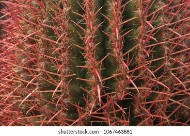 close up of cactus 