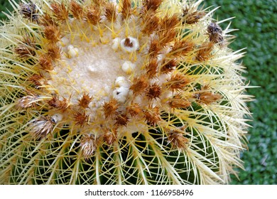 Close up of cactus