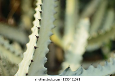 close up cactus