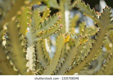close up cactus