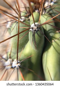 close up cactus