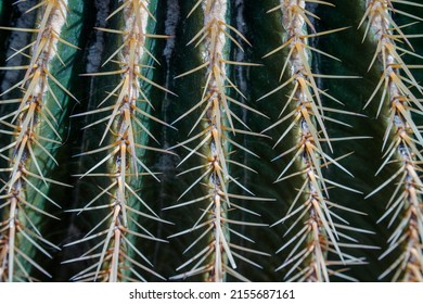 A close up of cactus
