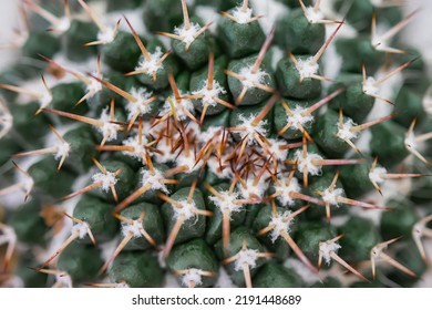 Close up of a cactus