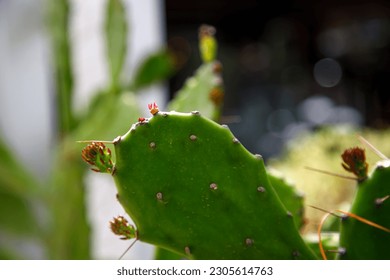 Close up of a cactus