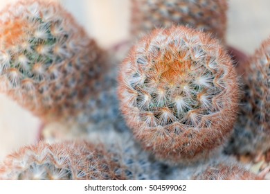 Close up cactus
