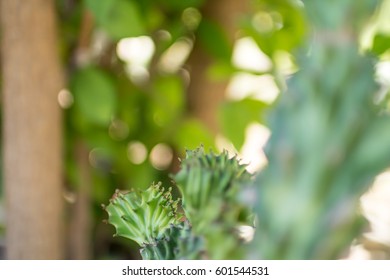 close up cactus