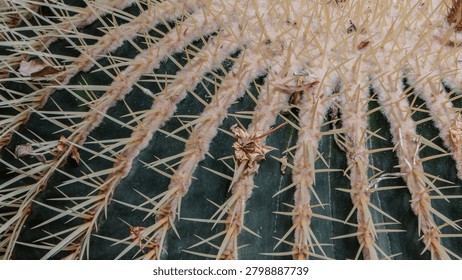 close up cactus background pattern cacti needles desert
