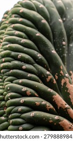 close up cactus background pattern cacti needles desert