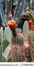 close up cactus background pattern cacti needles desert