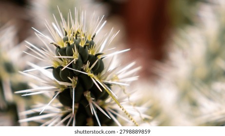 close up cactus background pattern cacti needles desert