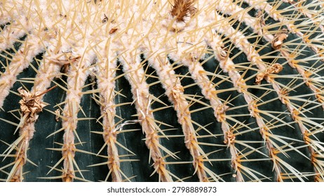close up cactus background pattern cacti needles desert