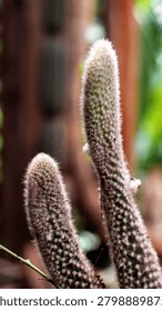 close up cactus background pattern cacti needles desert