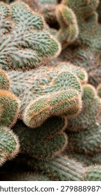 close up cactus background pattern cacti needles desert