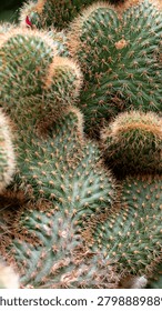 close up cactus background pattern cacti needles desert