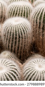 close up cactus background pattern cacti needles desert