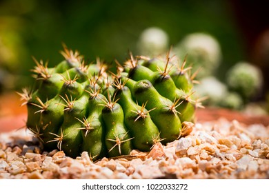 close up cactus with blurry background