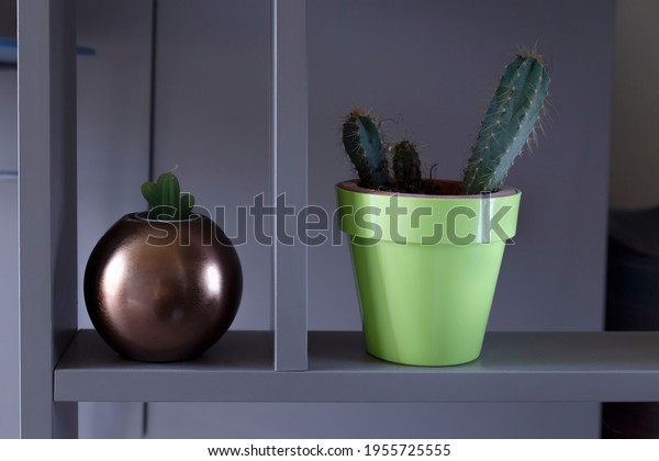 close up of\
cactus candle and cactus plant in\
pot