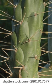 Close up of a cactus with dark background