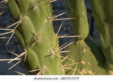 Close up of a cactus with dark background
