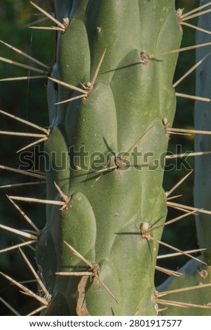 Close up of a cactus with dark background