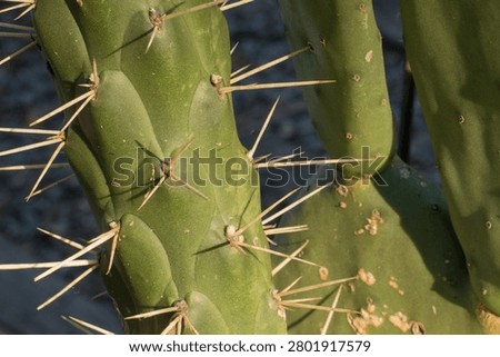 Close up of a cactus with dark background