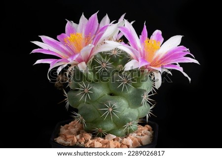 Close up of cactus flower with studio lighting.