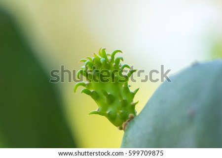 A Close up of a Cactus leaf