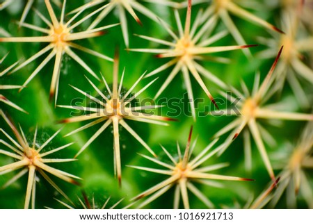 Close up cactus with long and sharp spines.