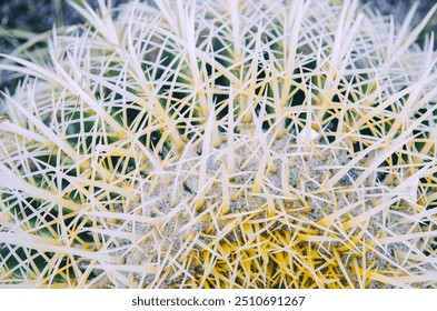 Close up of cactus needles texture pattern