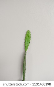 Close up of cactus on the white concrete wall