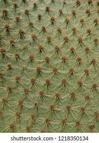 close up of cactus opuntia scheeri prickly pear needles
