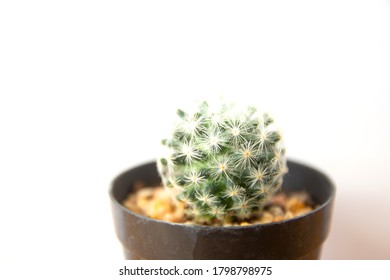 close up cactus in pot