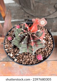 close up cactus in a pot
