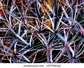 Close up of a cactus spine and its needles - Powered by Shutterstock