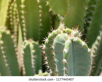 Close up cactus with sun light