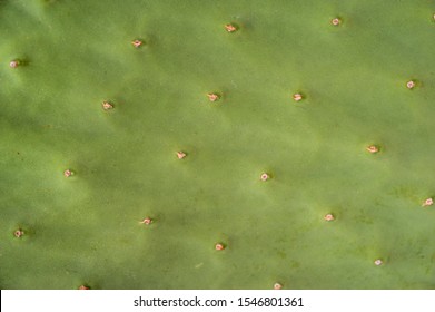 Close The Cactus Texture Background