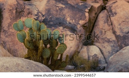 Close up of cactus with thorns behind and infront of stones in joshua tree national park in america, usa