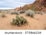 Close up of a cactus in the Valley of Fire, Nevada, USA. Succulents and other desert vegetation in sandy dunes, sky and red rocks in the background. Vegetation of an arid region in the United States.