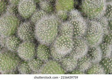 Close up cactus. wallpaper ideas nature background, tropical plants, cactus, succulent plants with thorns. 
