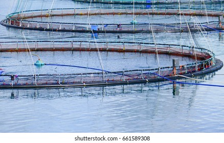 Close Up Of Cages In Fish Farm With Salmons Jumping, Hardanger, Norway