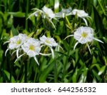 Close up of the Cahaba Lily sometimes called the Shoal Lily on the Cahaba River 2017 spring blossom.
