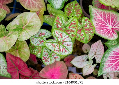 Close up of Caladium Bicolor beautiful leaves. - Shutterstock ID 2164901391